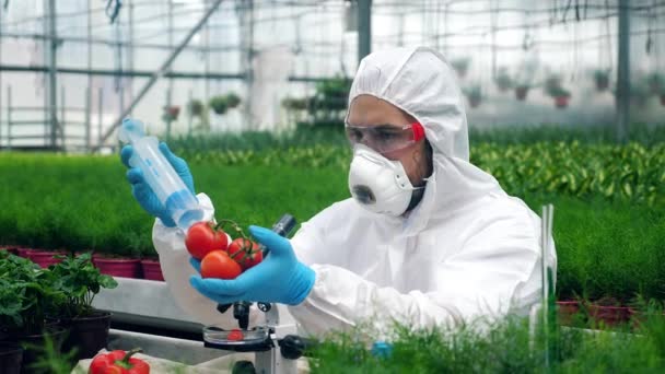 Працівник вводить помідори з великим шприцом. Вчений з використанням токсичних пестицидів, інсектицидів, що працюють з культурами . — стокове відео