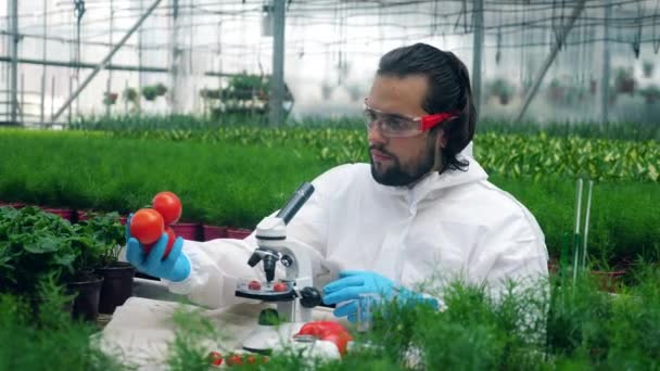 Botaniker verwendet Spritze bei der Arbeit mit Tomaten im Gewächshaus. — Stockvideo