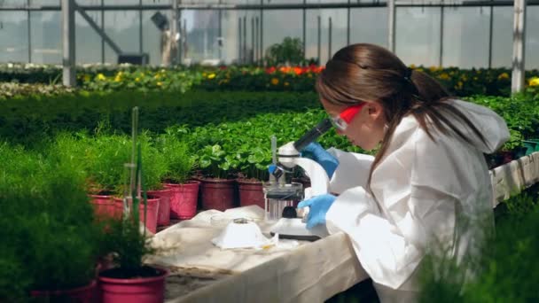 Een vrouw controleert planten met behulp van microscoop in de kas. — Stockvideo