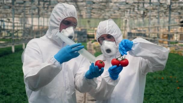 Biólogos inyectan tomates rojos en invernadero . — Vídeo de stock