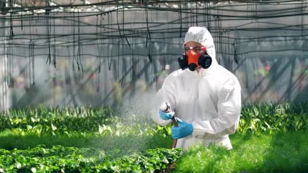 Üniformalı biri saksılara ot öldürücü koyuyor. Endüstriyel kimyasal tarım kavramı. — Stok video