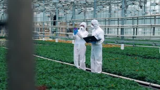 Dva biologové kontrolují rostliny v květináčích. vědci zabývající se pěstováním potravin. — Stock video