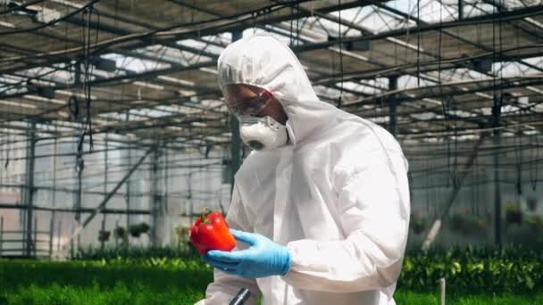 Agronomist injecteert vloeistof aan paprika in kas. — Stockvideo