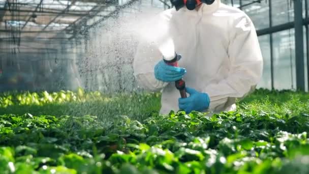 Wetenschapper spuiten giftige pesticiden, insecticiden op gewas. — Stockvideo