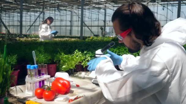 A man checks bell pepper while working in greenhouse. — Stock Video