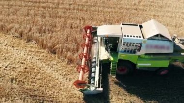 Altın ekin tarlası kombinasyonlar tarafından hasat ediliyor.