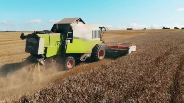 Mähdrescher fährt über Feld und Ernte — Stockvideo