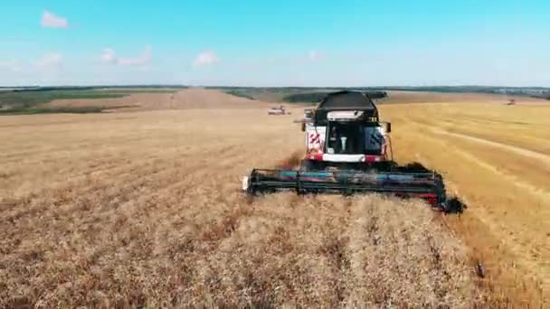 Graan wordt geoogst door de landbouwmachines. — Stockvideo