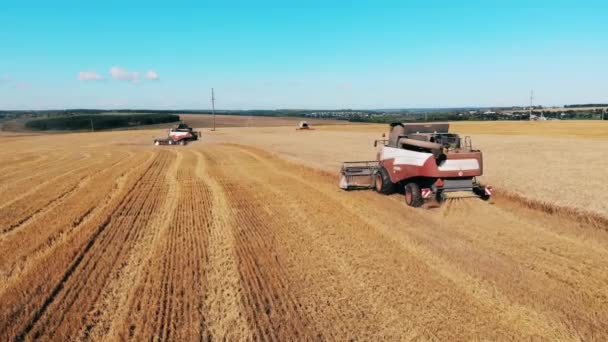 Поле пшеницы пожинают сельскохозяйственным транспортом — стоковое видео