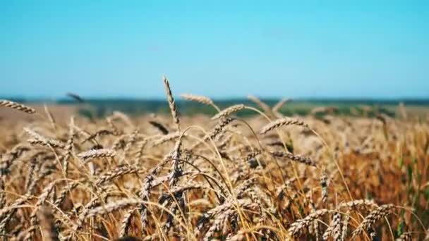 Уши пшеницы раскачиваются на ветру — стоковое видео