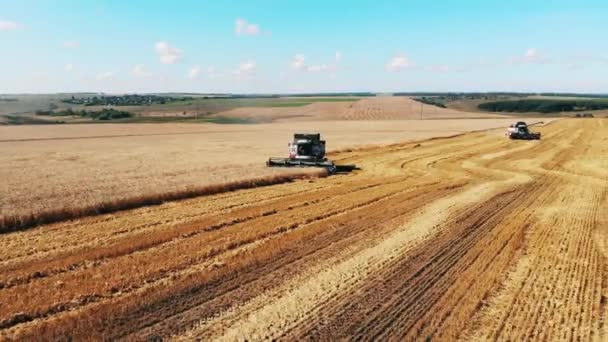 Crops harvesting carried out by combined vehicles — Stock Video
