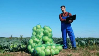 Agrotechnician elinde bir laptop ile lahana dolu çantaların yanında duruyor.