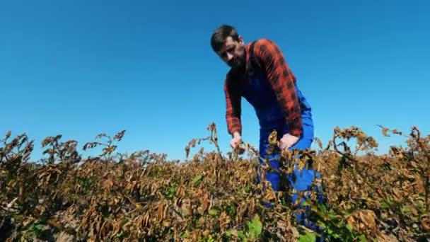 Mrtvé, suché pole zemědělských rostlin. Mužský kultivátor kontroluje vybledlé rostliny — Stock video