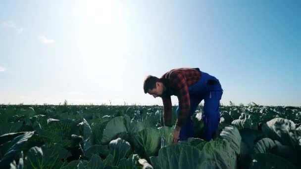 Mannelijke landbouwkundige, professionele agrariër, boer houdt een kool vast en schilt die af. — Stockvideo