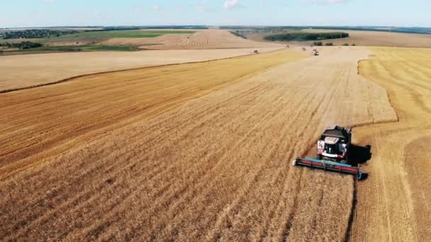 Industrial combine is riding along the field and collecting wheat — Stock Video