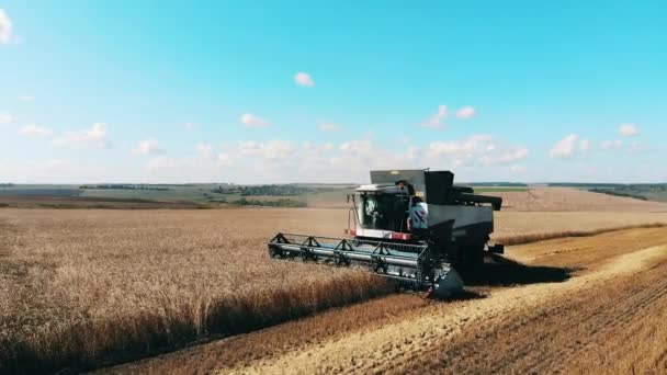 Het oogsten van tarwe is in het bezit van de landbouwmachine — Stockvideo