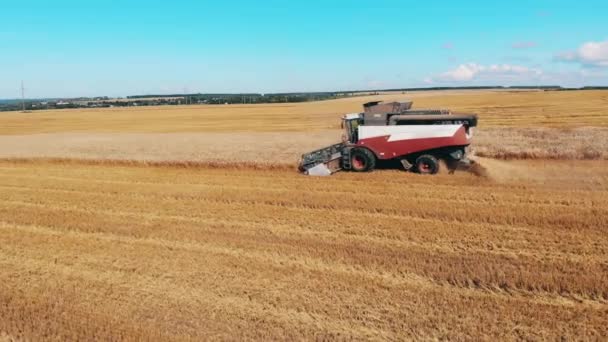 Landbouwvoertuig rijdt en oogst graan — Stockvideo