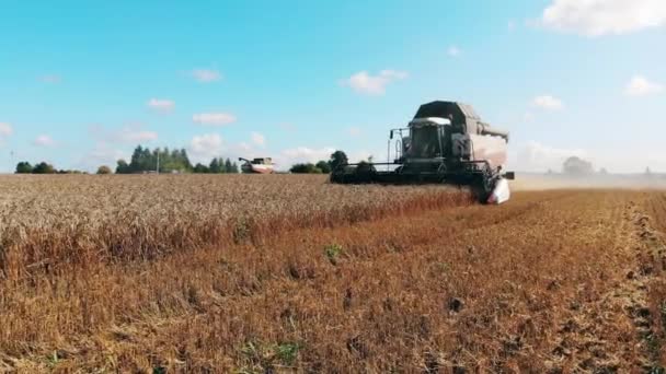 El trigo es cortado y procesado por las cosechadoras — Vídeos de Stock