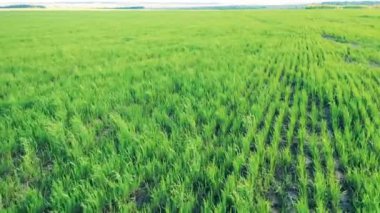 Ekinli büyük tarım arazisi.