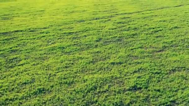 Zelené pole s úrodou na farmě. — Stock video