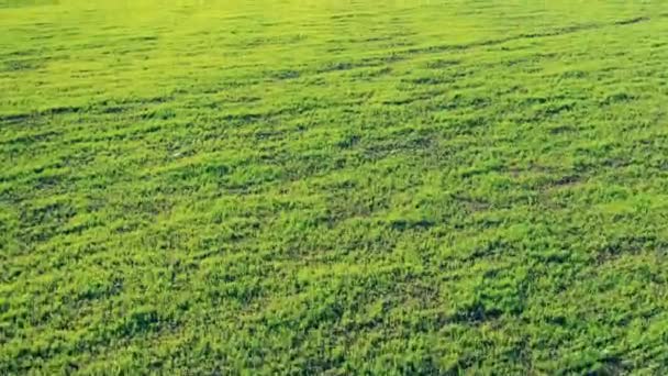 Green field with crops on a farm. — Stock Video