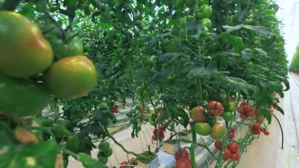 Les tomates fraîches poussent en serre industrielle. — Video