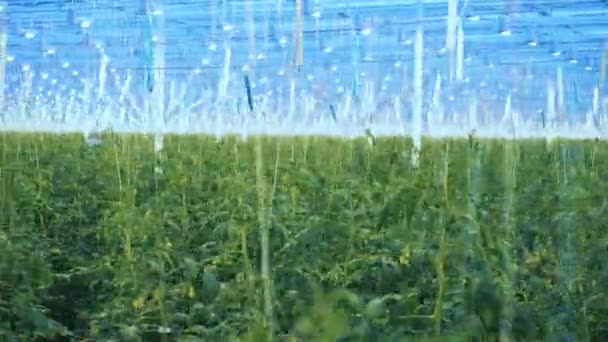 Tomatoes growing in soil in greenhouse. — Stock Video