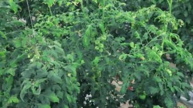 Su deposunda domatesli yüksek bitkiler.