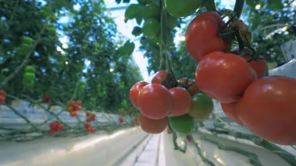 Tomatplantor växer i rader i ett växthus. — Stockvideo