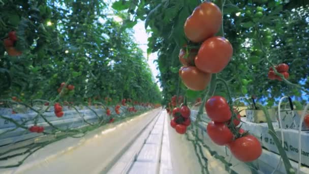 Reife Tomaten wachsen in modernen Gewächshäusern. — Stockvideo