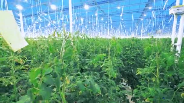 Serre industrielle avec de nombreuses plantes de tomates. — Video