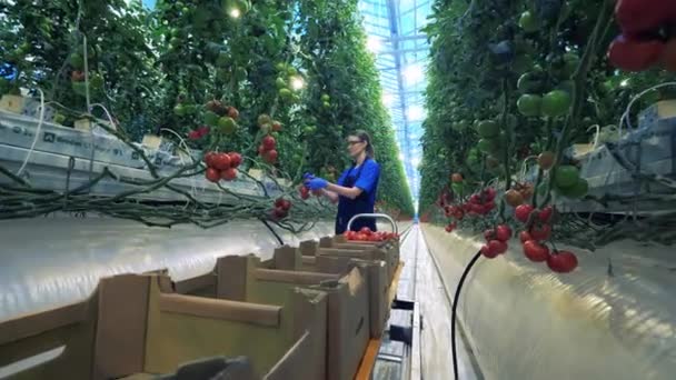 Treibhausarbeiter bewegt einen Karren mit gepflückten Tomaten. — Stockvideo