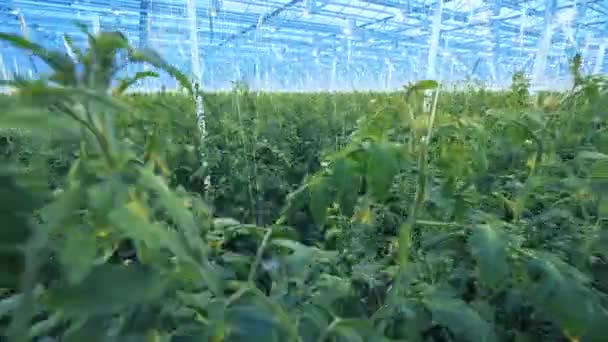 Rows of tomato plants in modern glasshouse. — Stock Video