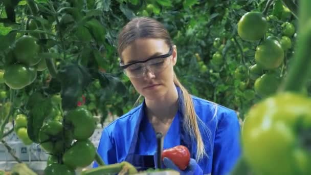 Feminino jardineiro verifica tomates maduros . — Vídeo de Stock