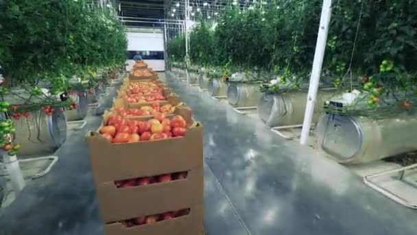 Een arbeider vervoert dozen met tomaten in kas. — Stockvideo