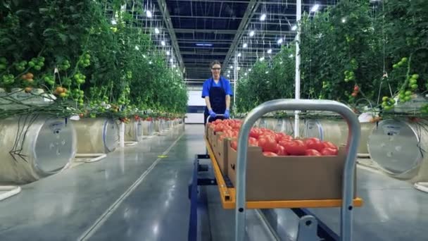 Sklenářský dělník přesune vozík s vybranými rajčaty. — Stock video
