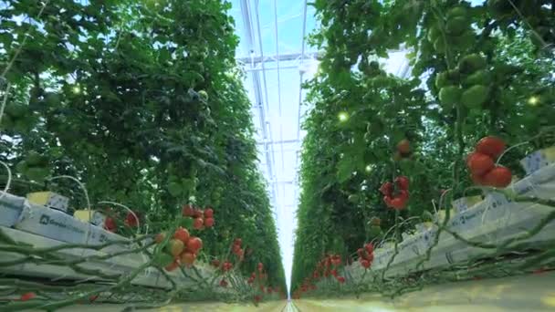 Grande estufa com fileiras de plantas de tomate . — Vídeo de Stock