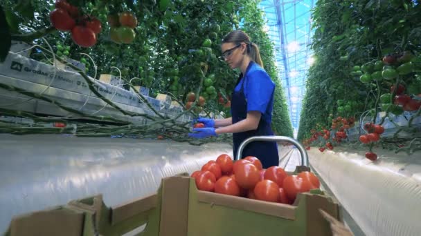 Vrouw verzamelt tomaten in een kar in kas. — Stockvideo