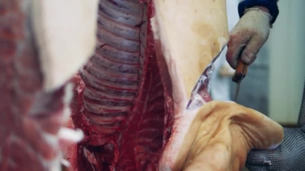 A large piece of meat is getting butchered — Stock Video