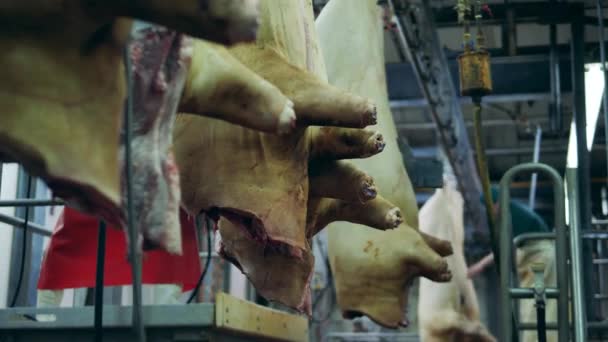 Fabrika işçileri büyük et leşlerini işliyorlar. — Stok video