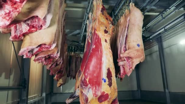 Espacio de almacenamiento con cadáveres de carne reubicados en él — Vídeo de stock