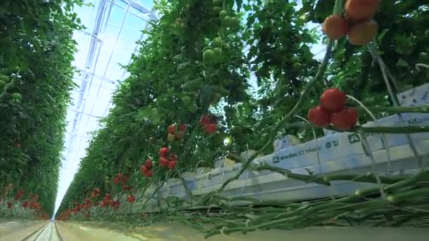 Rijpe tomaten groeien in rijen in het hothouse. — Stockvideo