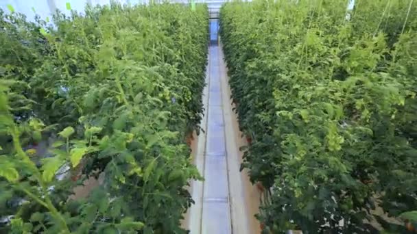 Långa tomatplantor som växer i växthus. — Stockvideo