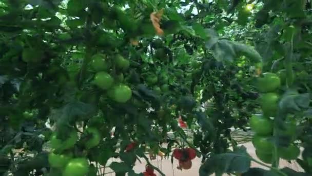 Krzewy pomidorów w szklarni. — Wideo stockowe