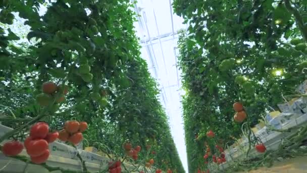 Průmyslový skleník s rajčaty rostoucími uvnitř. — Stock video