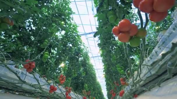 Zrání rajčat na rostlinách. — Stock video