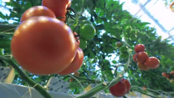 Tomater som växer på grenar i hothouse. — Stockvideo