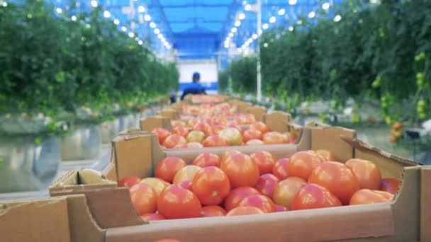 Caixas com tomates se move em estufa . — Vídeo de Stock