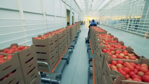 人类用新鲜的西红柿运送木箱. — 图库视频影像