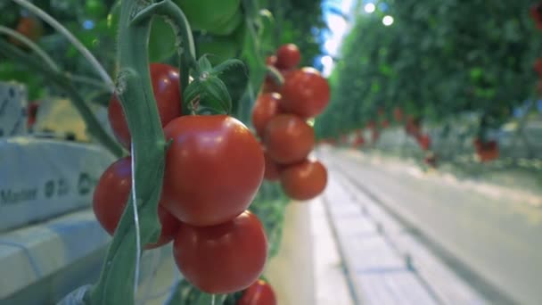 Tomates vermelhos pendurados em ramos em estufa . — Vídeo de Stock
